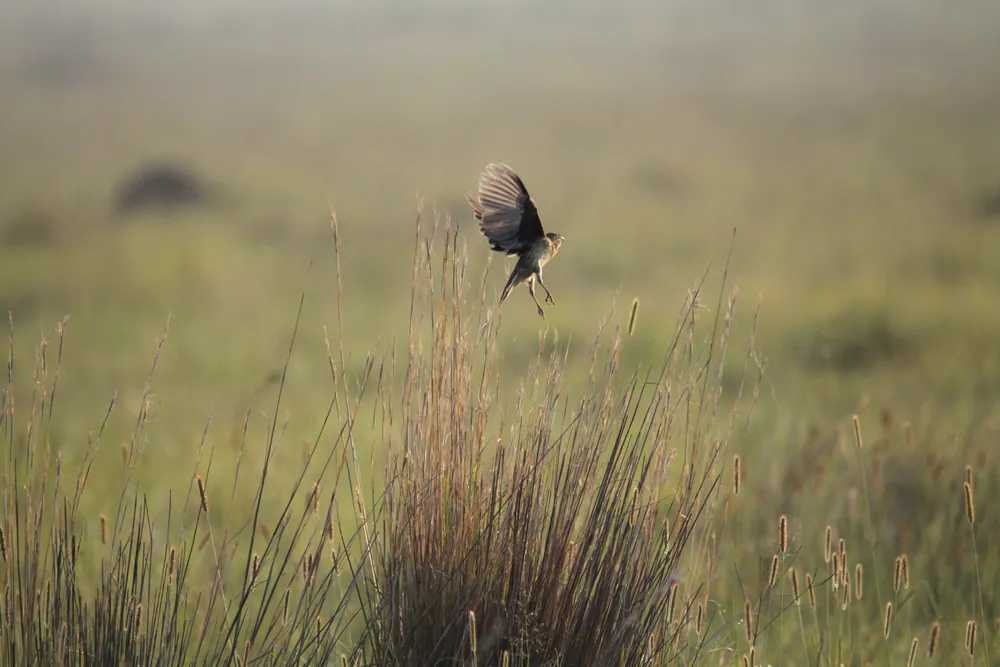 A bird taking flight over the grass at Lekwena Wildlife Estate