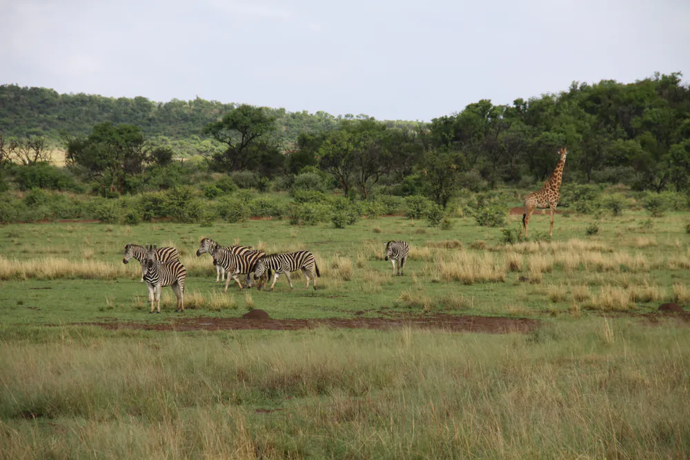 Zebra and a giraffe in the landscape at Lekwena Wildlife Estate